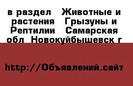  в раздел : Животные и растения » Грызуны и Рептилии . Самарская обл.,Новокуйбышевск г.